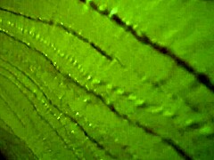 We went on a trip and ended up fucking, want to see the screaming orgasm?