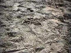 Public beach sex with brunette stranger giving pov blowjob and cum in muscular ass action 😜