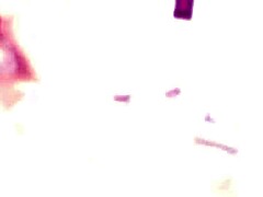 my first dp goes wet ivy maddox balls deep anal dp gapes pee drink almost buttrose and swallow gl369