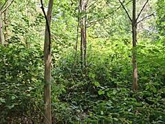 Clapham Trails Exploration